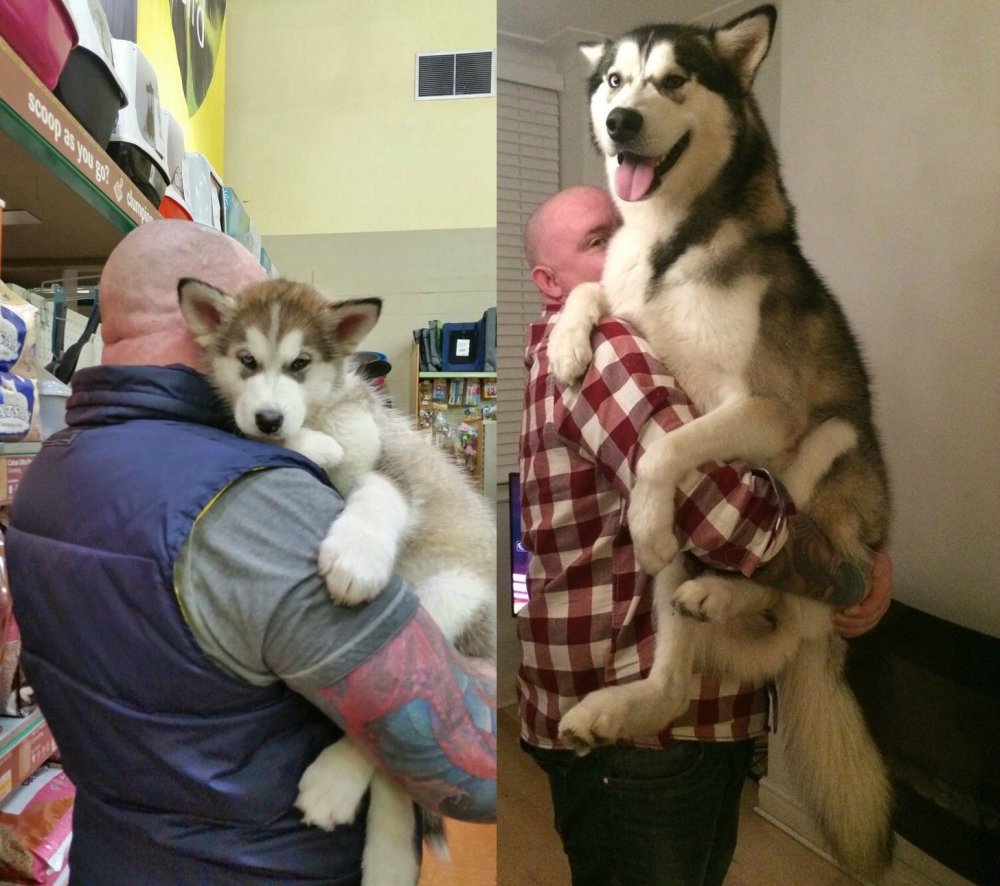 Хаски до и после щенок и взрослая