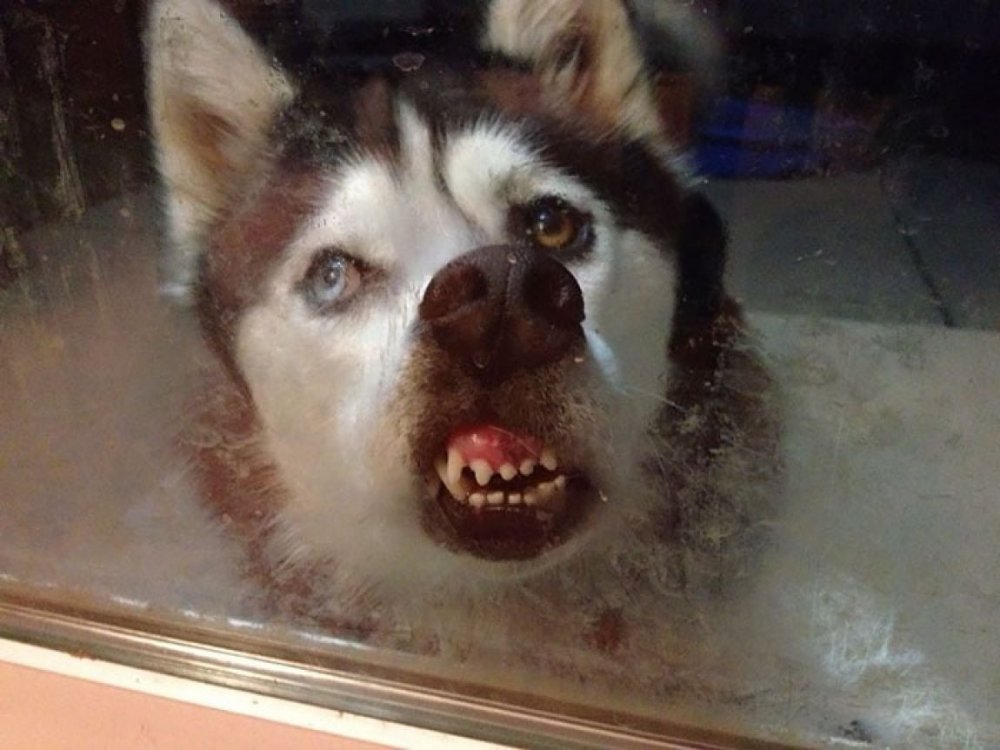 Собака носом в стекло