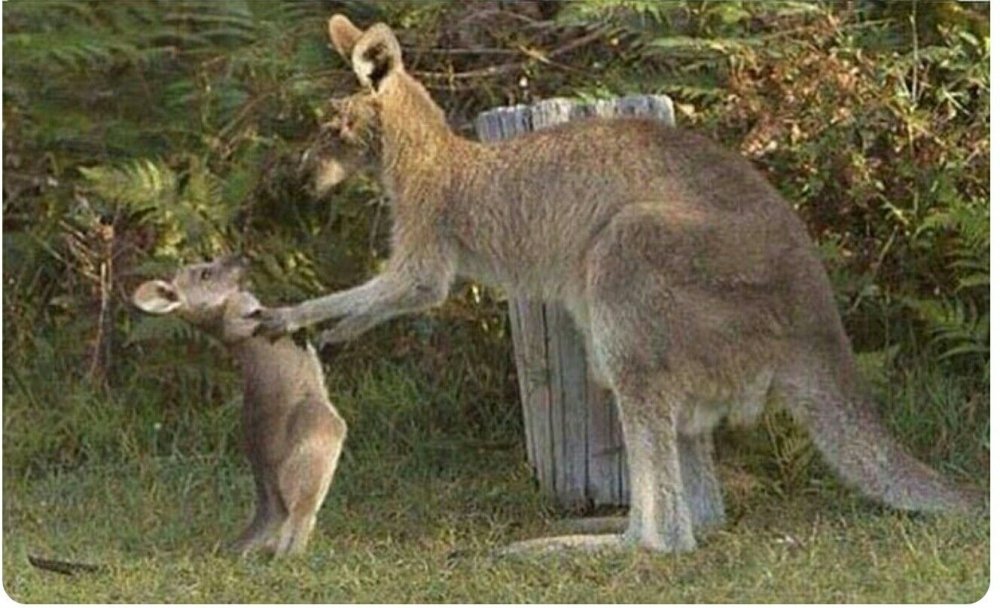 Мама кенгуру с кенгуренком