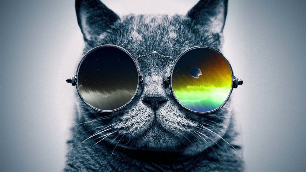 Аватар кот в очках