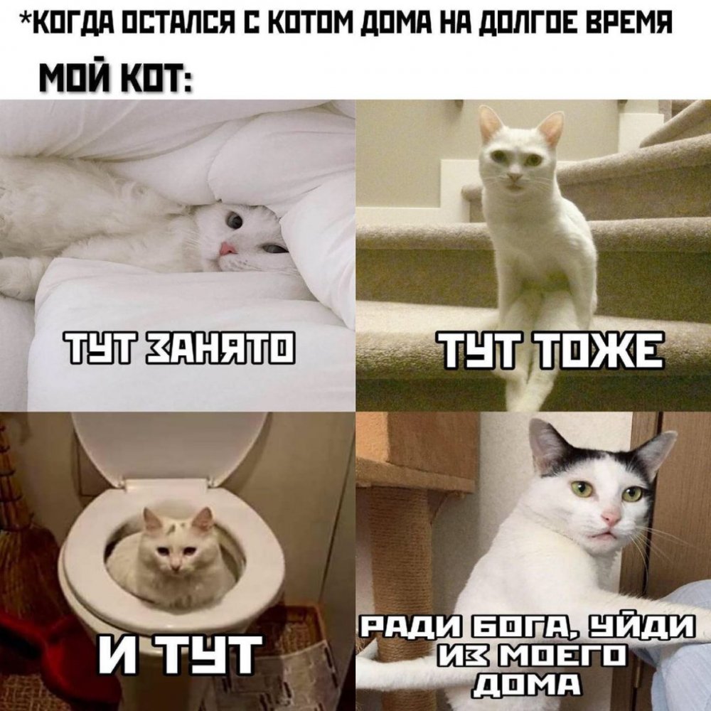 Коты мемы