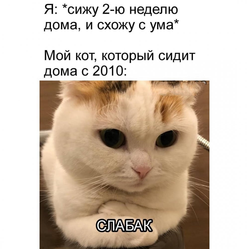 Мемы с котами и надписями
