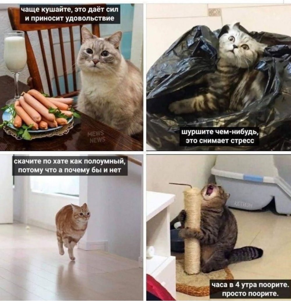 Советы от котов