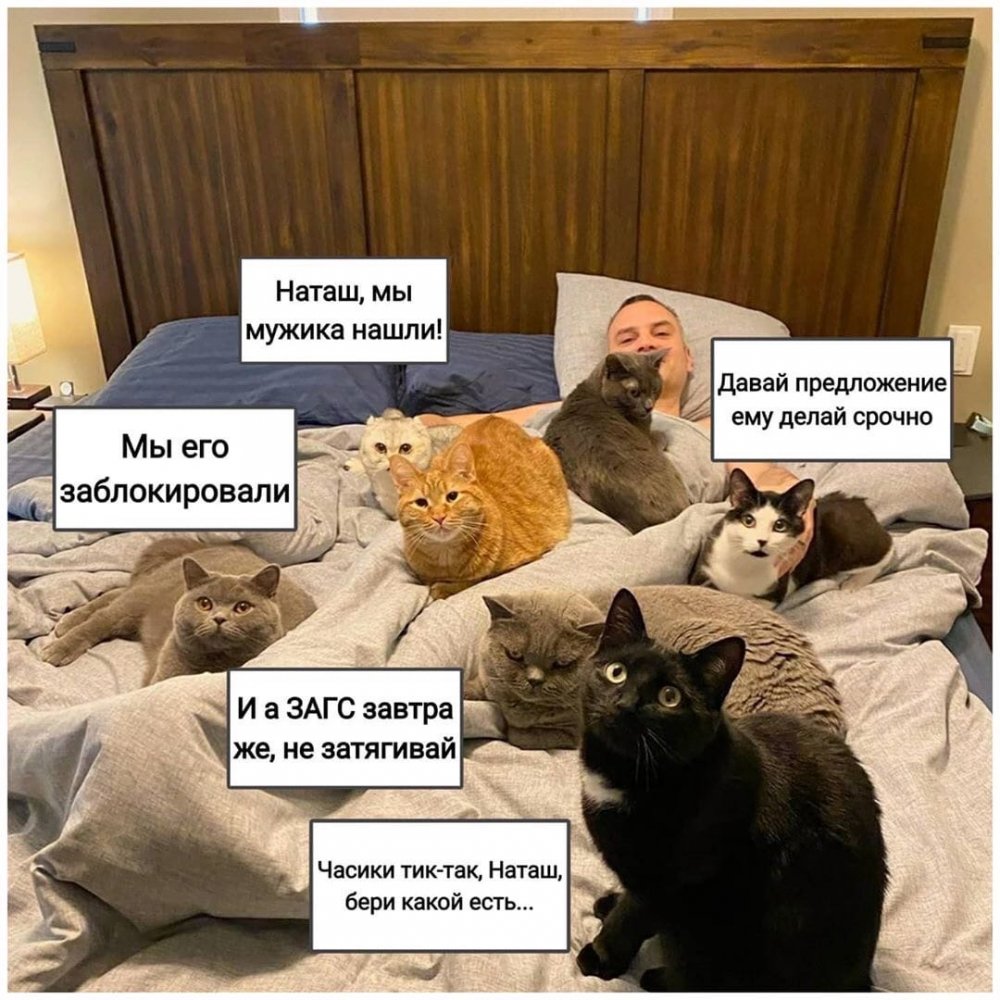 Мемы с котами и Наташей