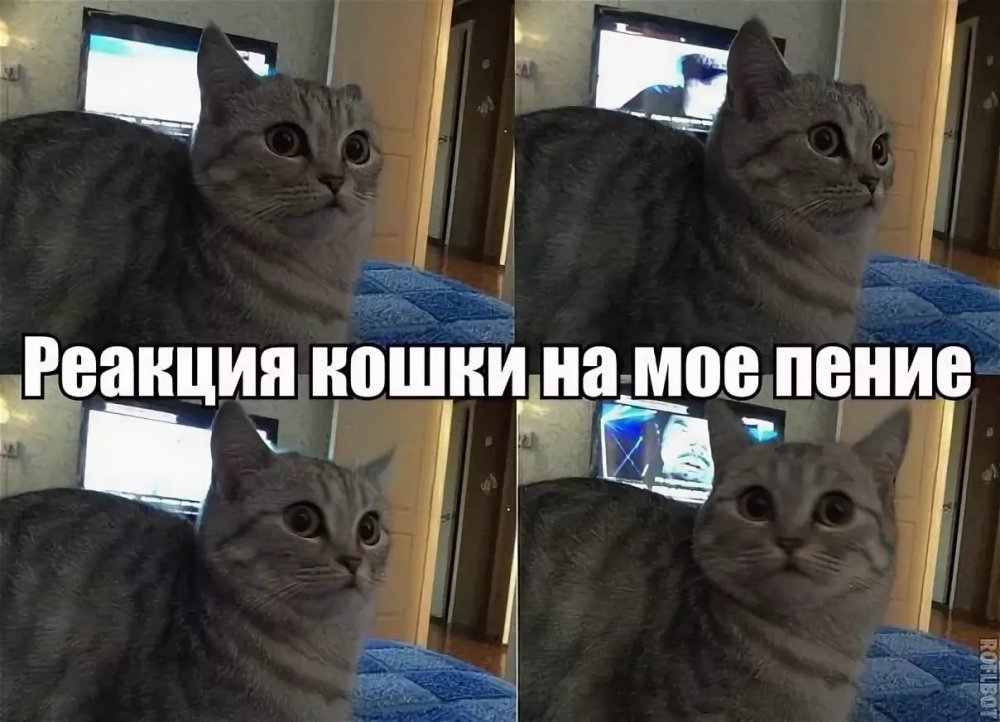 Смешные мемы про котов