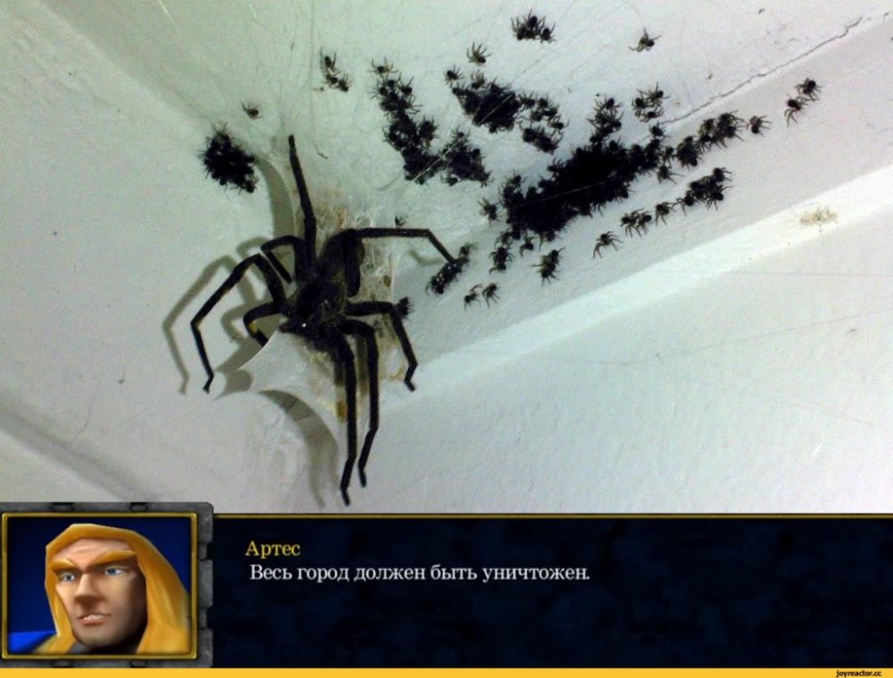 Самые смешные пауки