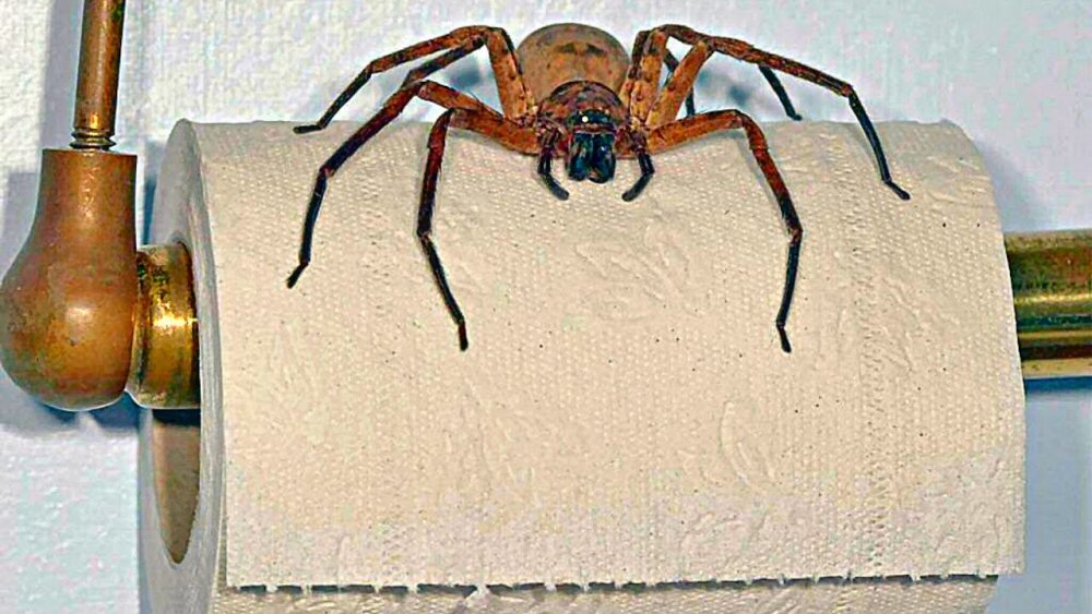 Приколы про пауков в доме