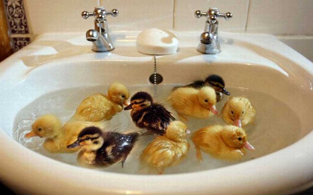 Животные в ванной смешные