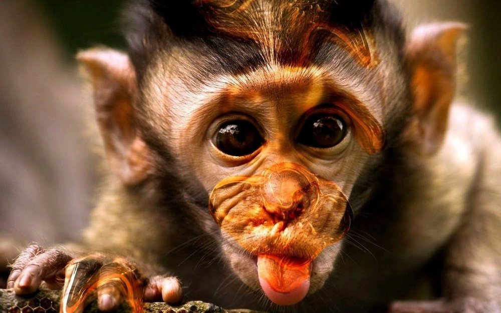 Видео с обезьянками прикольные