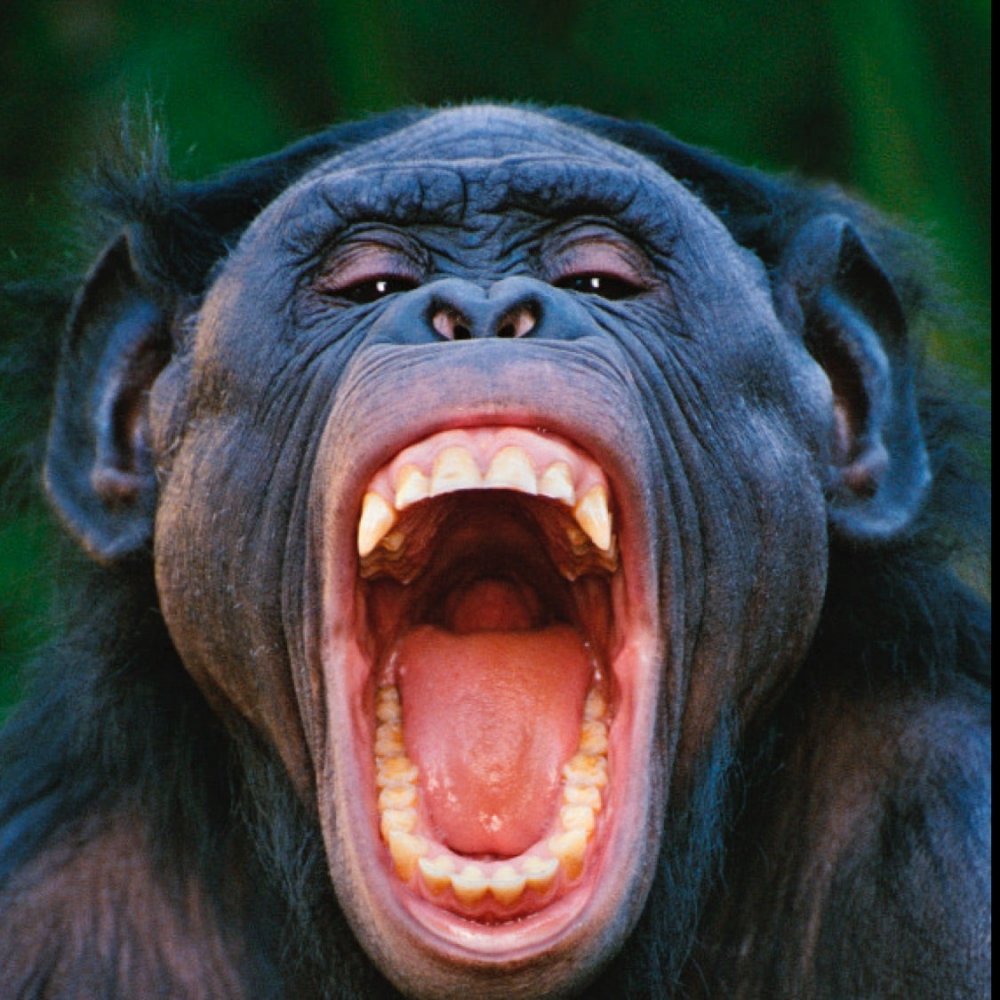 Зубы шимпанзе