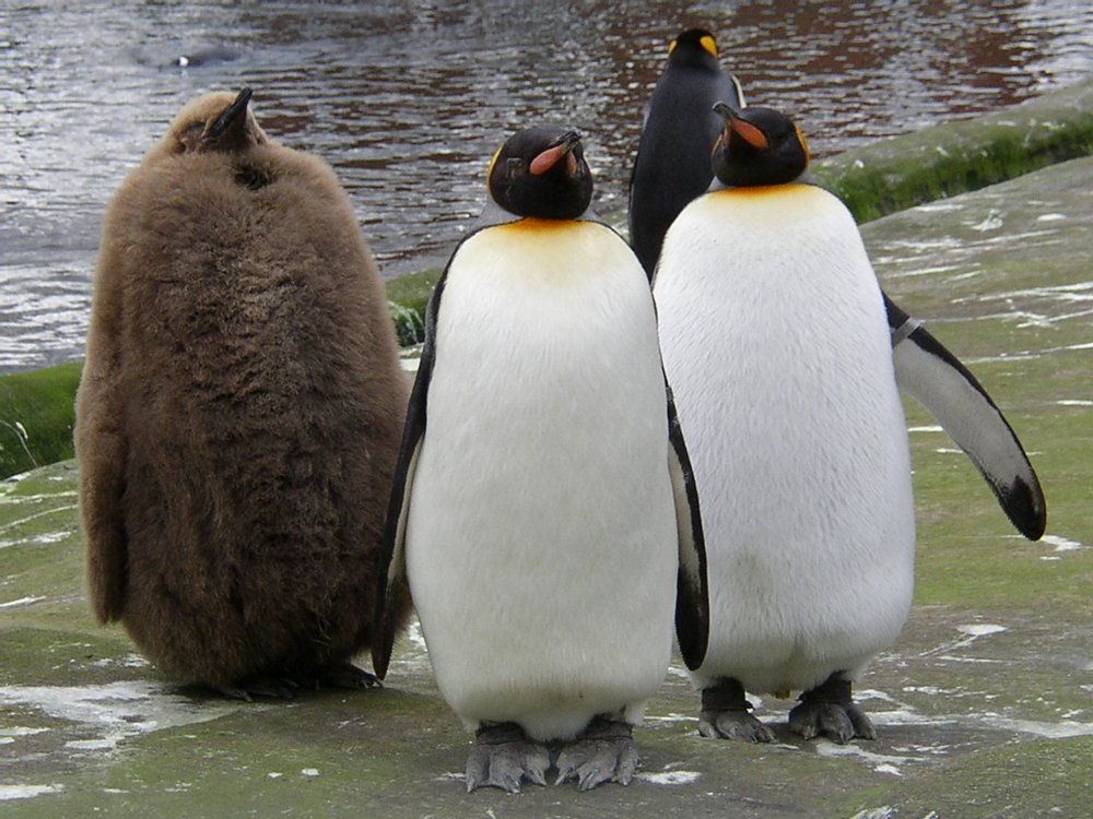 Забавные пингвины
