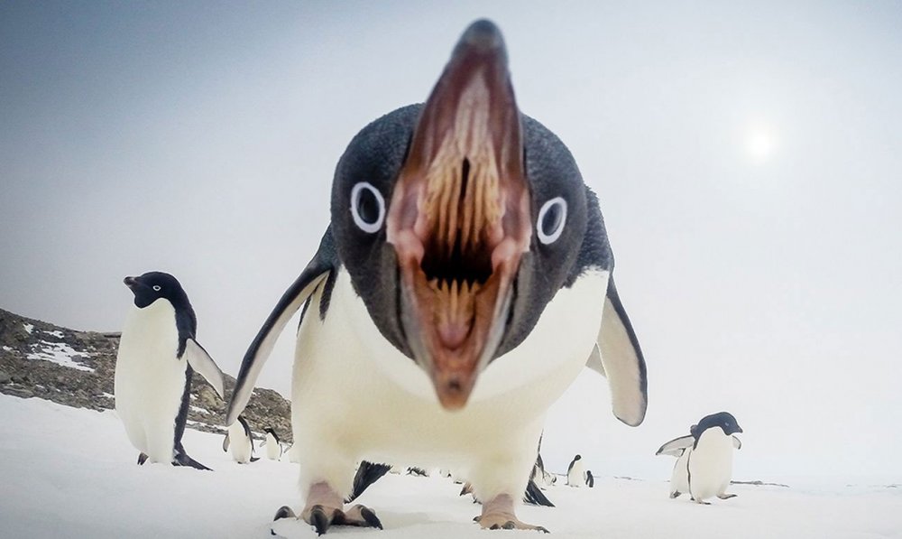 Пингвин с открытой пастью