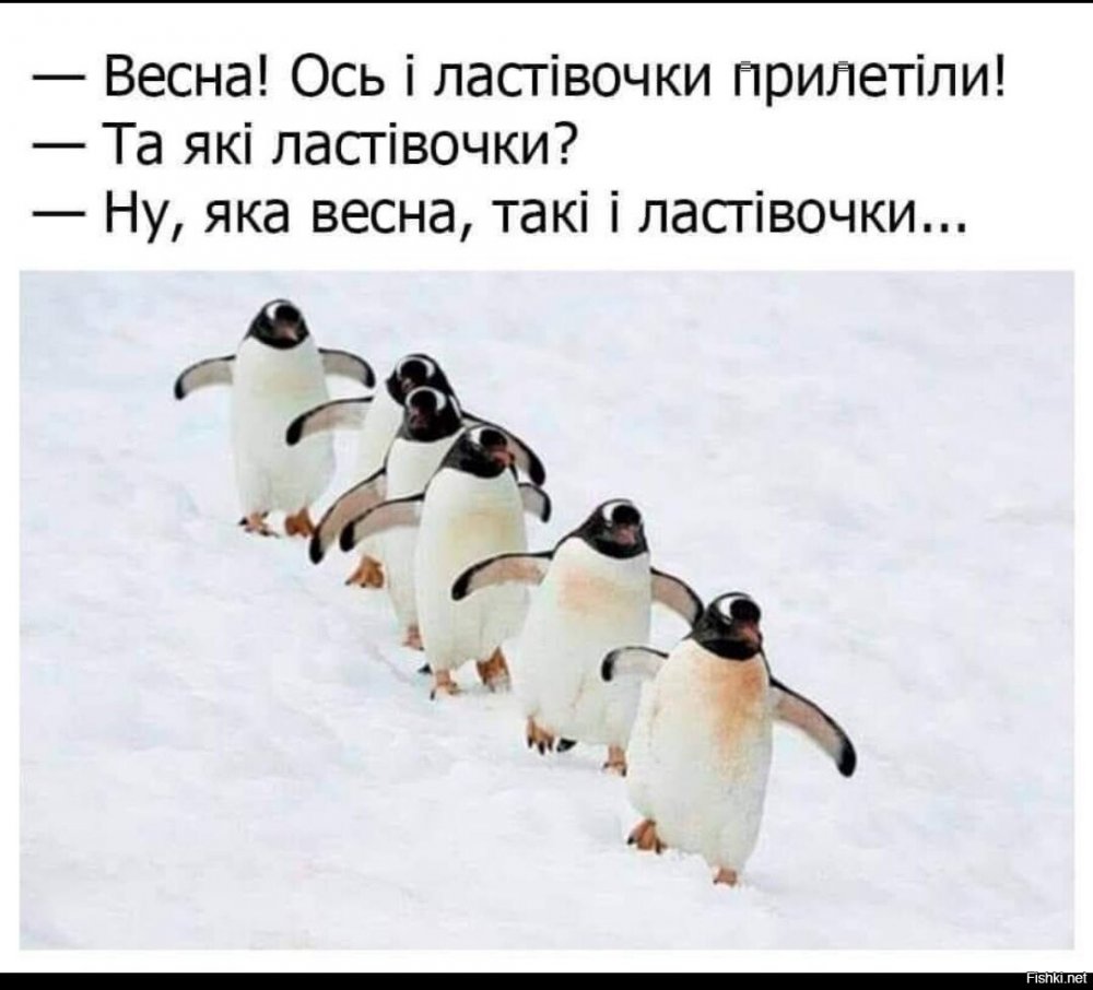Пингвины прилетели
