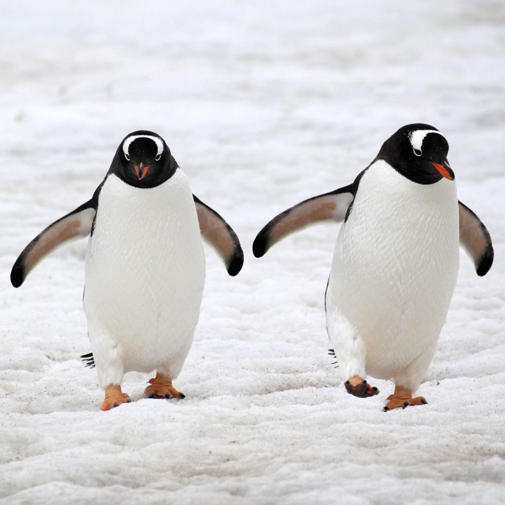 Походка пингвина