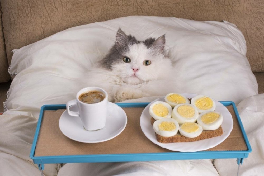 Кот завтракает