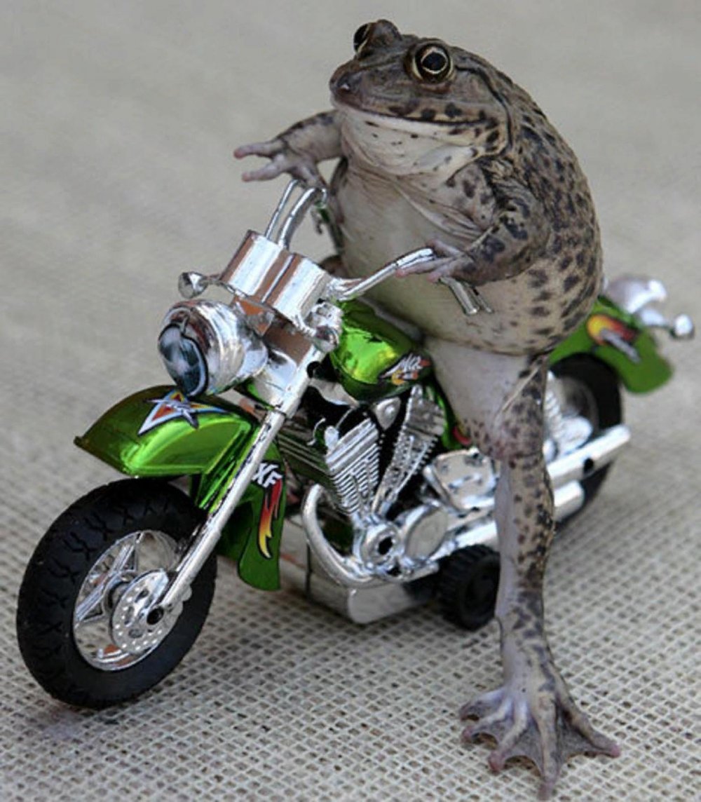 Лягушонок на мотоцикле