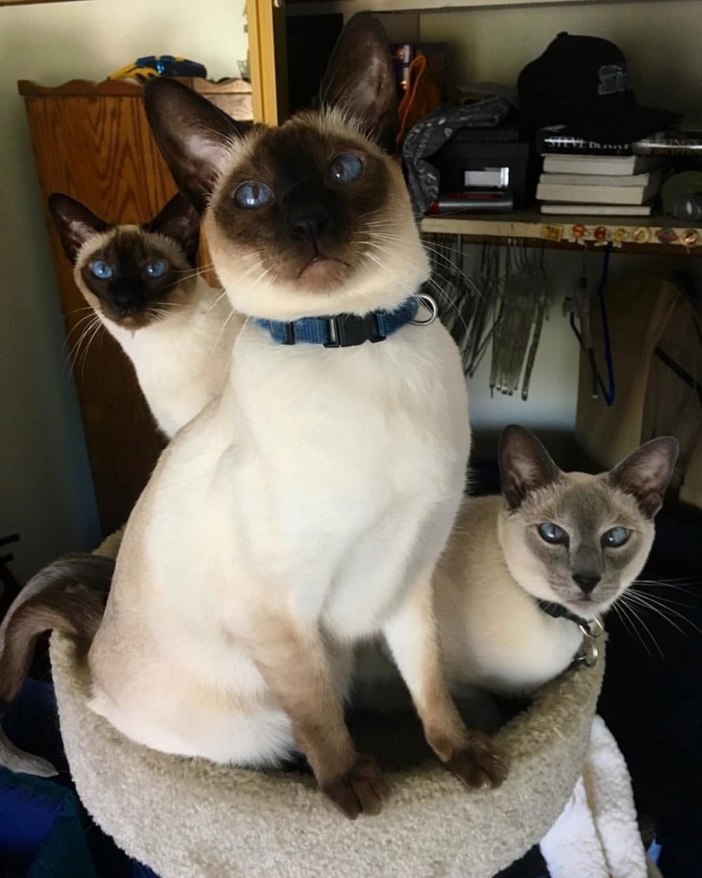 Семейство сиамских кошек