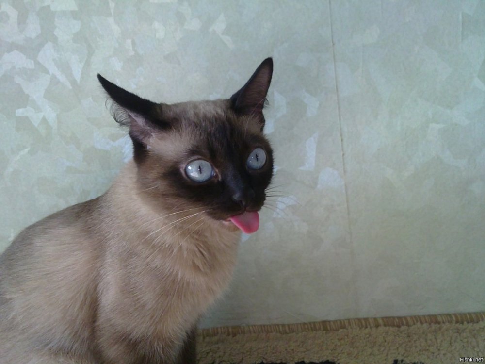 Сиамская кошка котенок