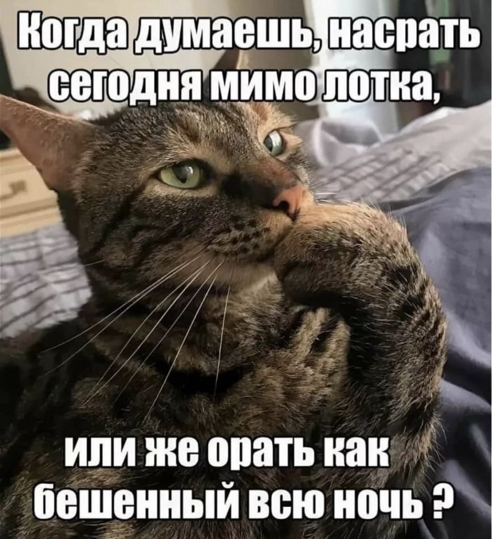 Котик Мем