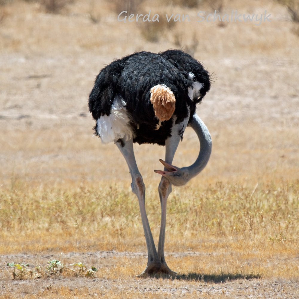 Попа страуса