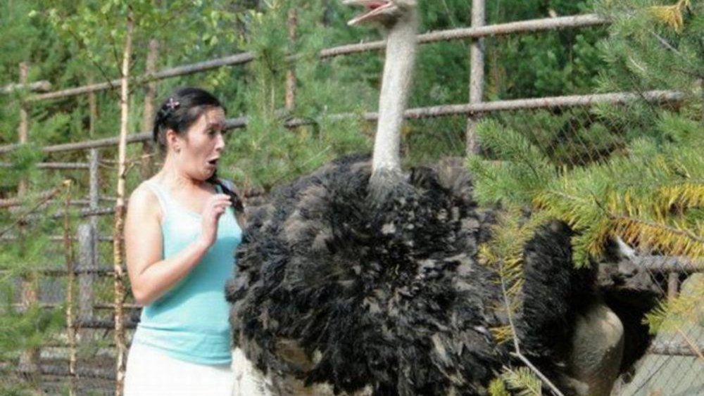 Девушка на страусе прикол