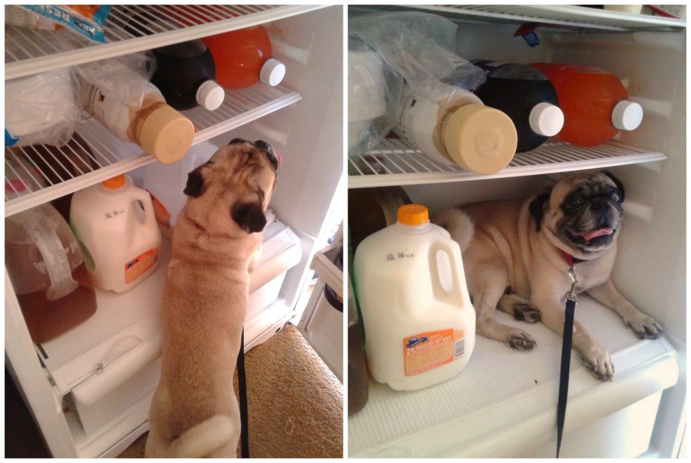 Пес в холодильнике