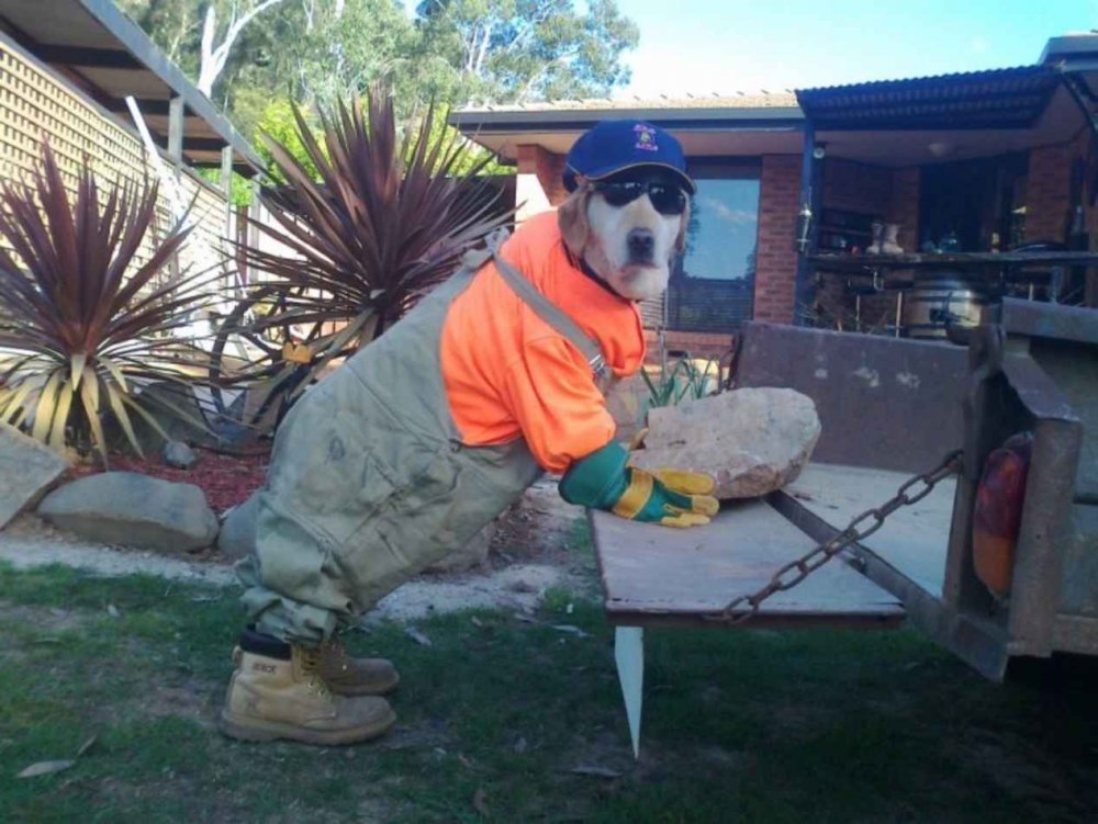 Собака в строительной каске