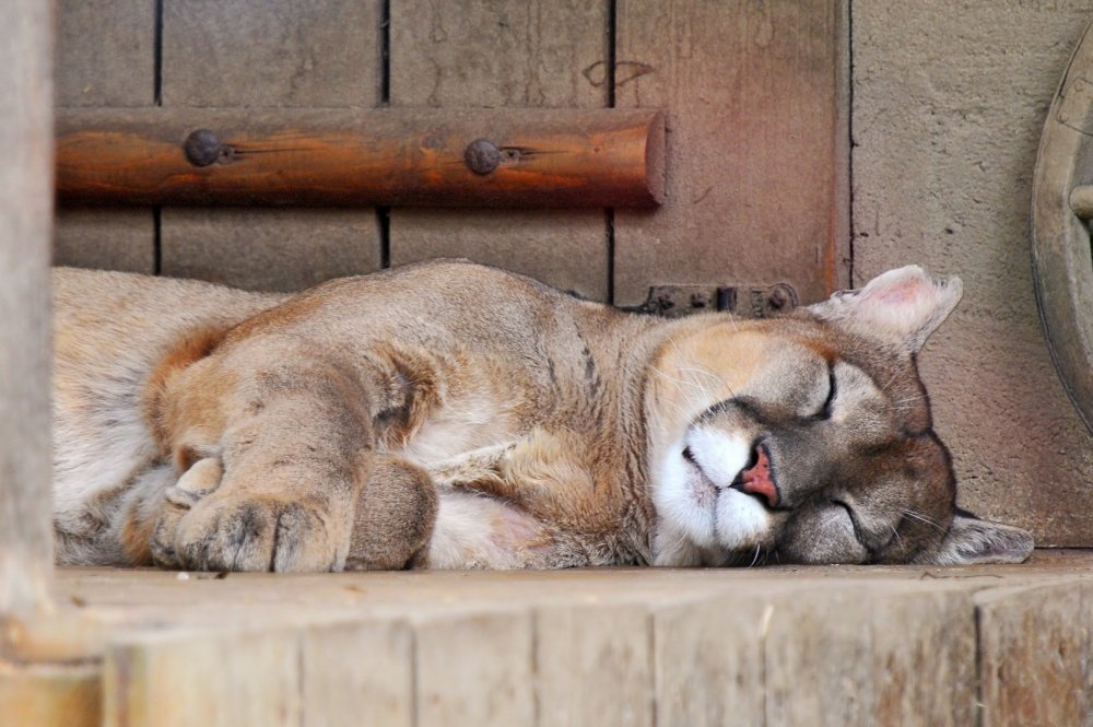 Спящие животные смешные