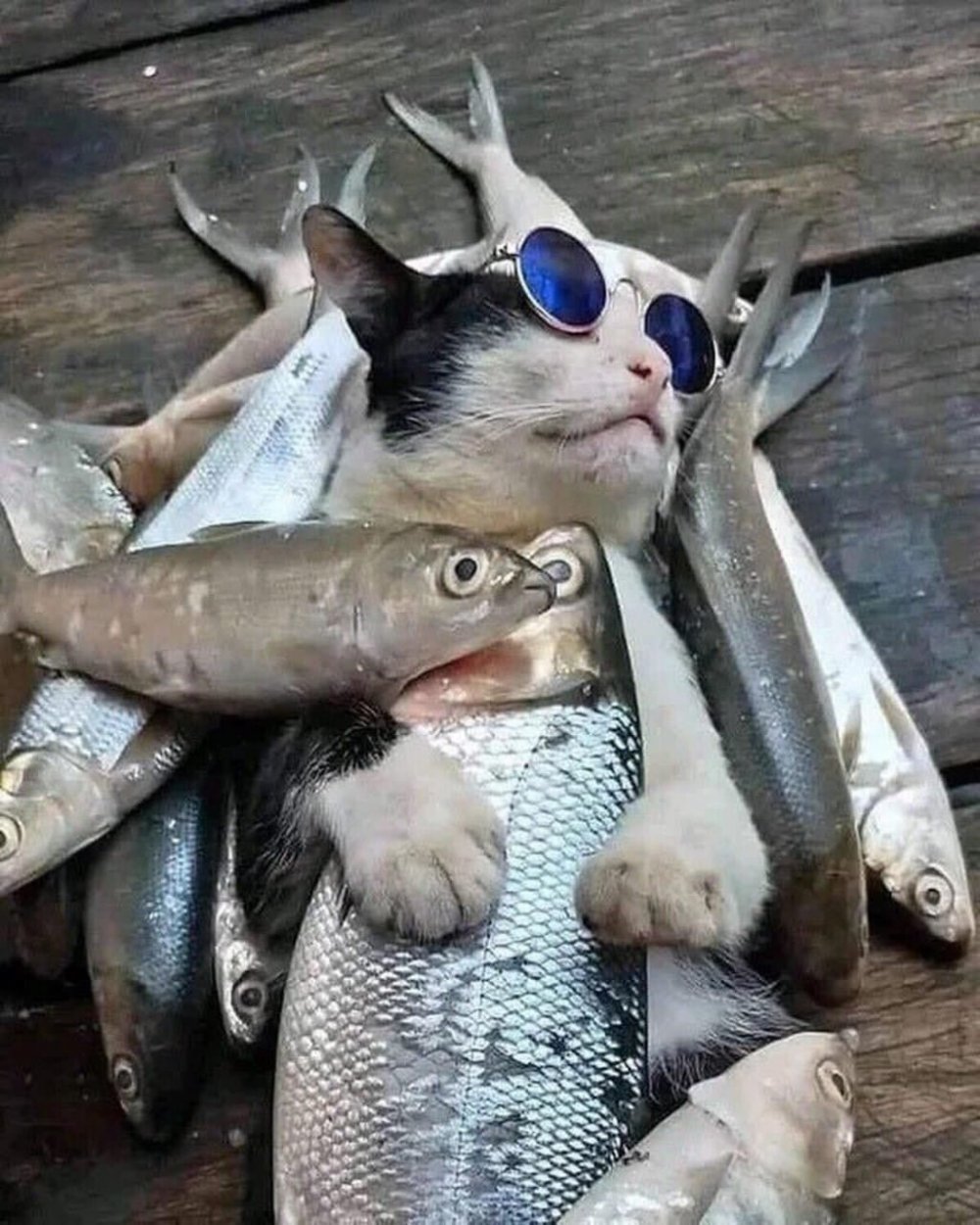 Кот и рыба юмор
