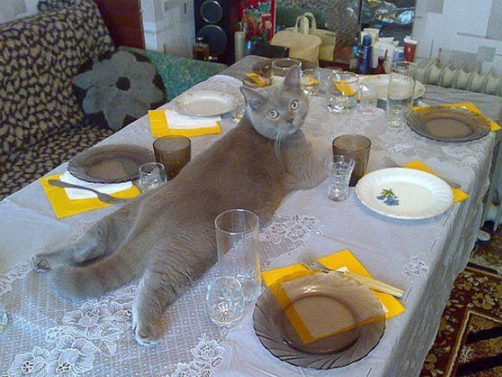 Кот у накрытого стола