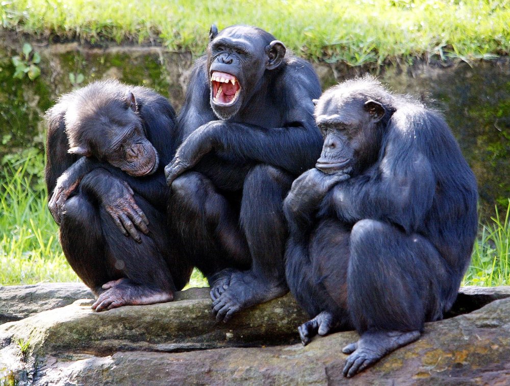 Три смешные обезьяны