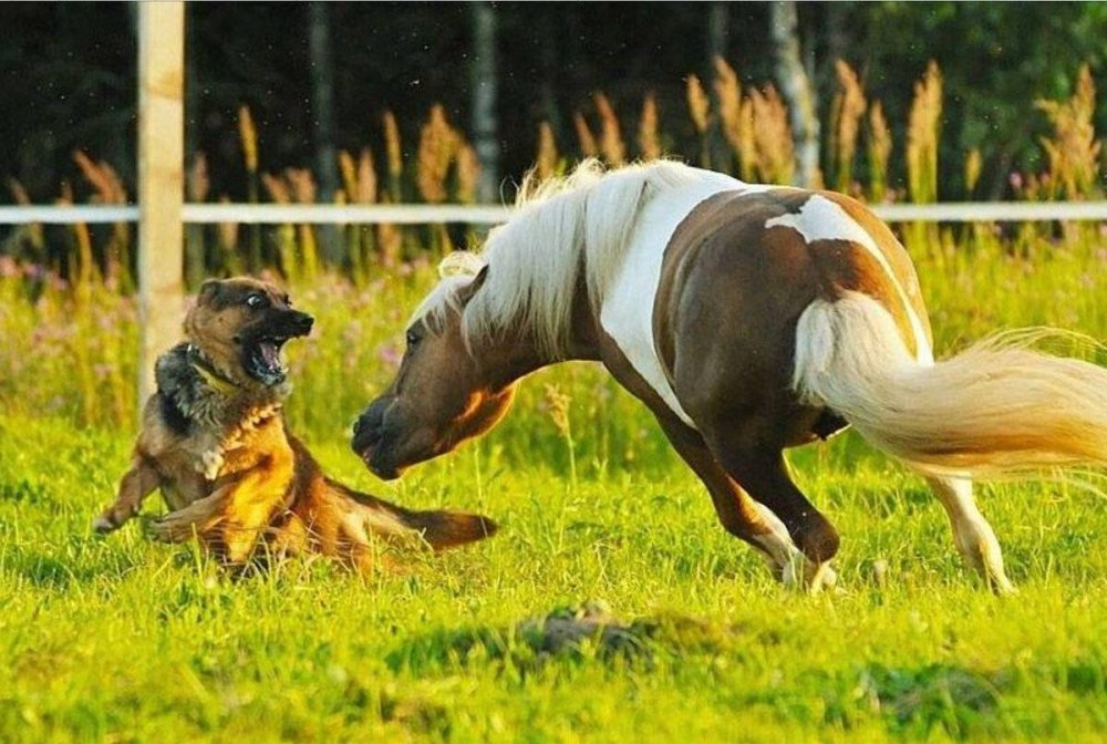Конь догоняет собаку