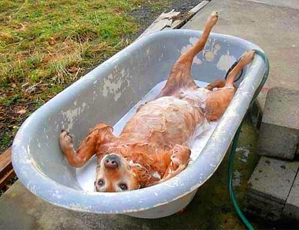 Собака купается в ванной