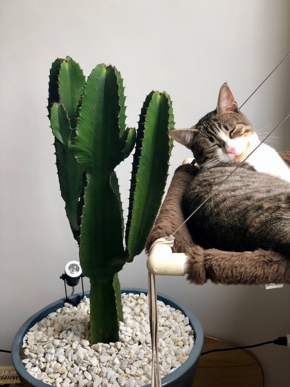 Коты и комнатные растения