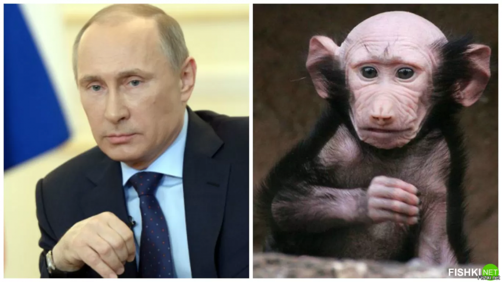 Обезьяна похожая на Путина