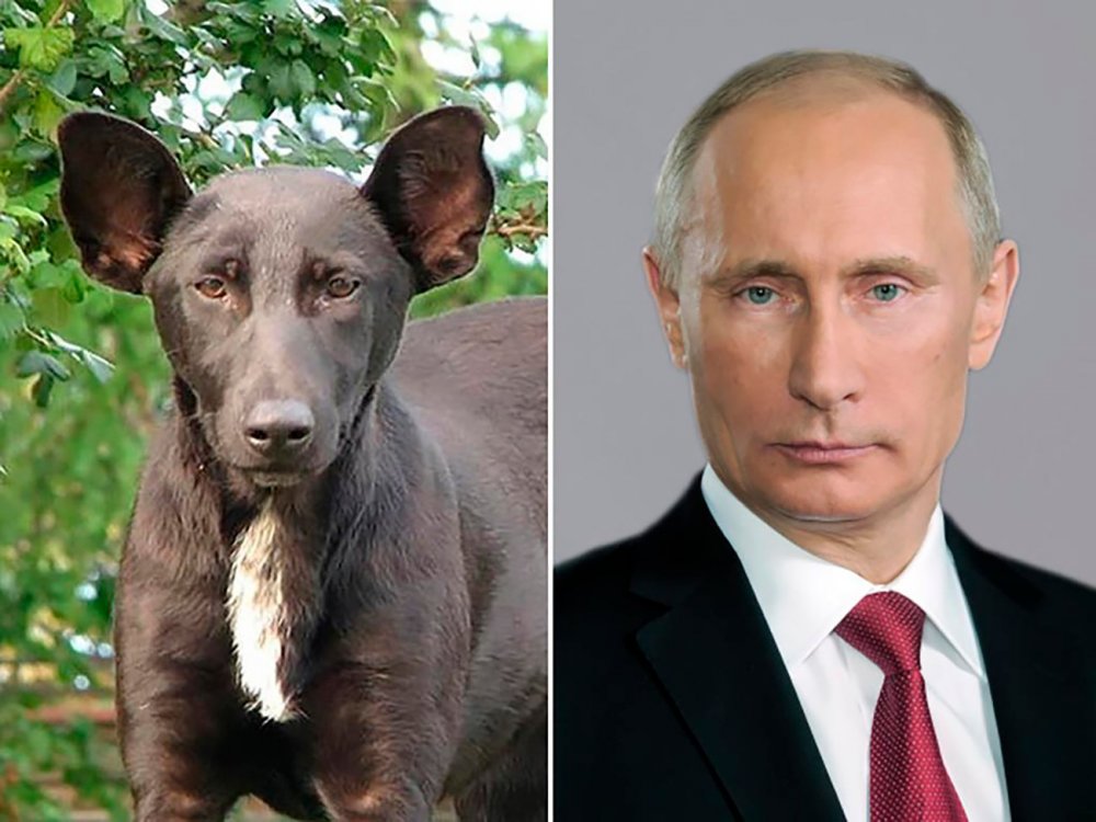 Собака позожа на Путин