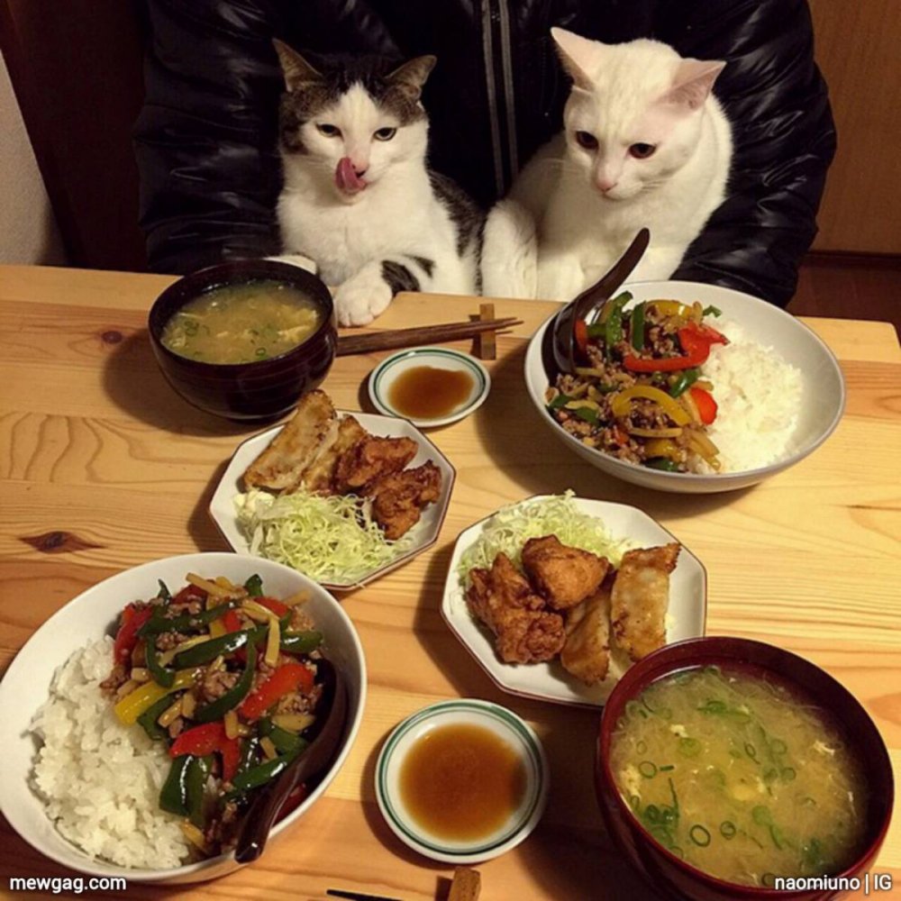 Коты обедают