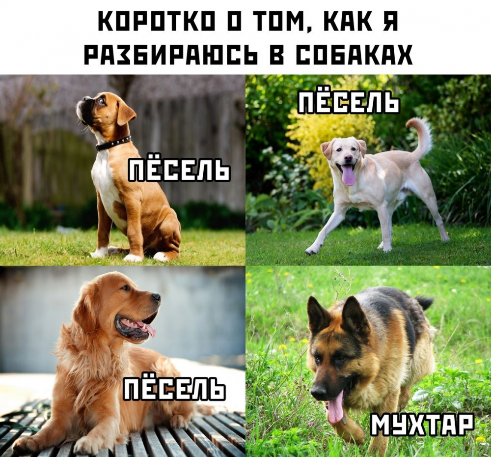 Мемы с собаками