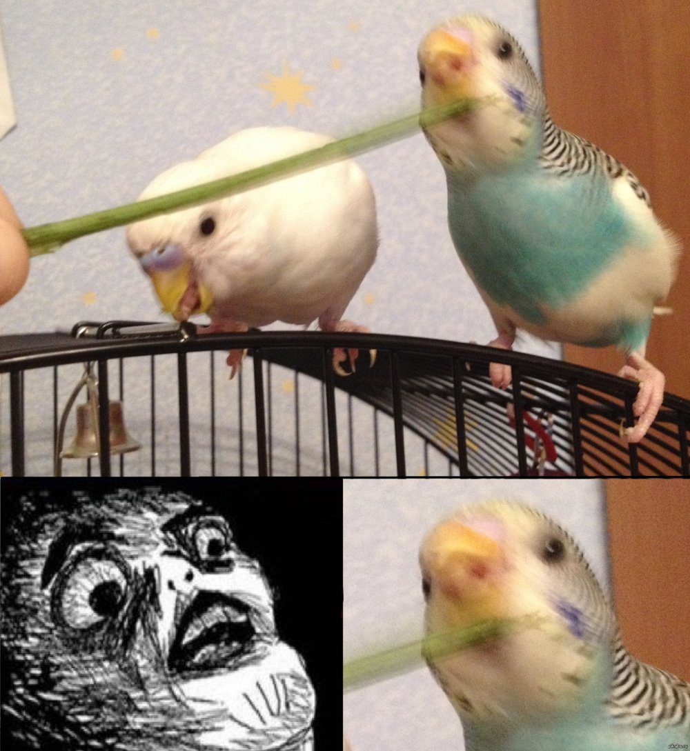 Смешные попугаи для мемов