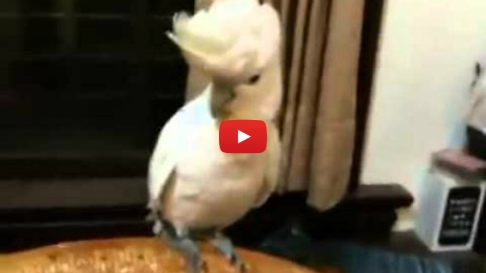 Танцующий белый попугай