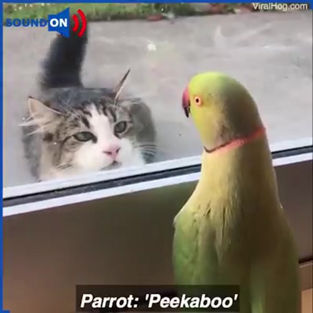 Попугай издевается над котом