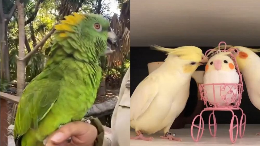Видеоролики с попугаями смешные