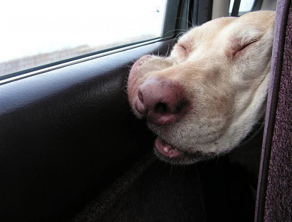 Смешно спит в машине