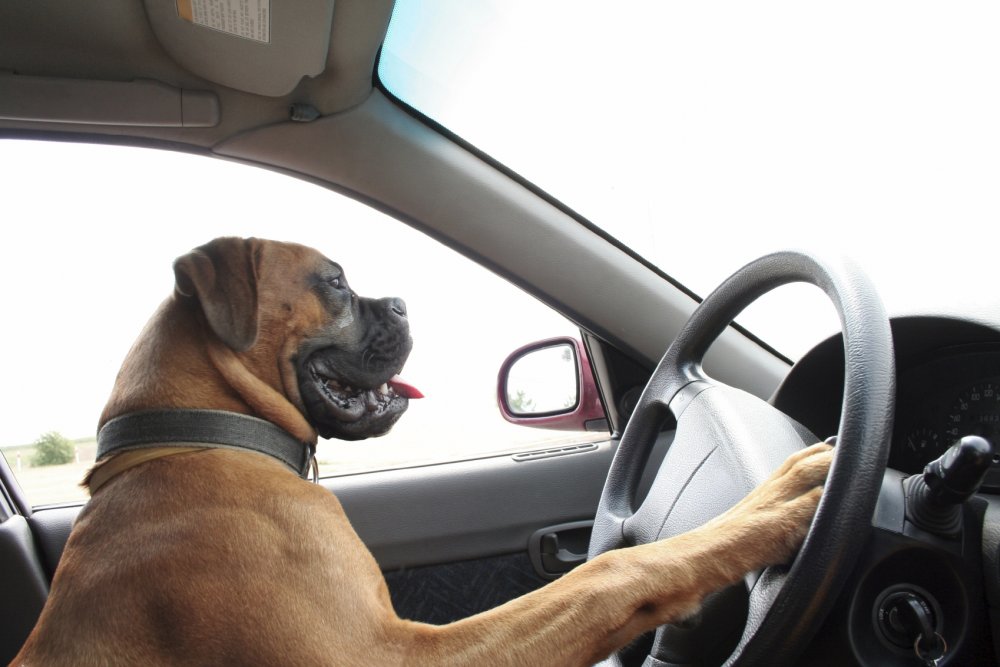 Собака водитель