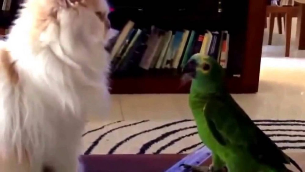 Смешные попугаи видео до слёз