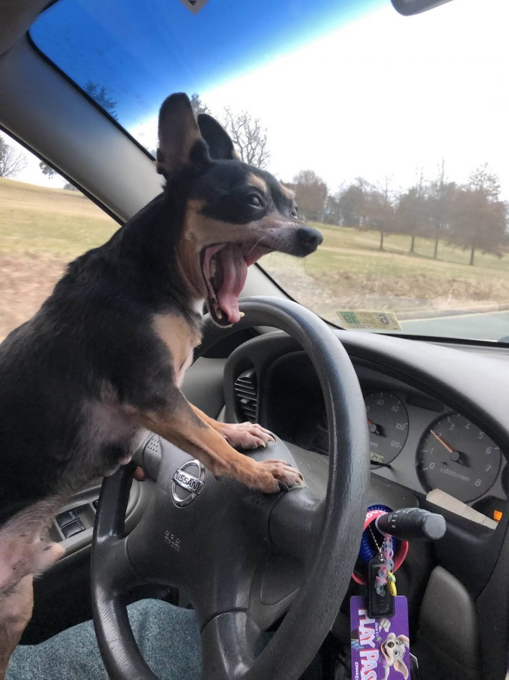 Собаки за рулем автомобиля