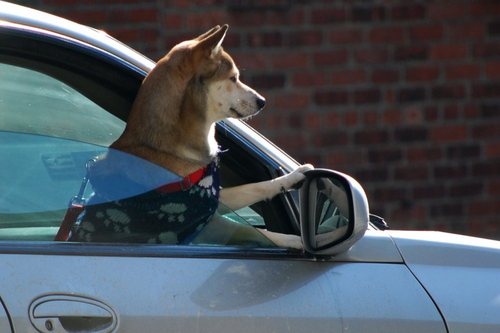 Человек с собакой в машине