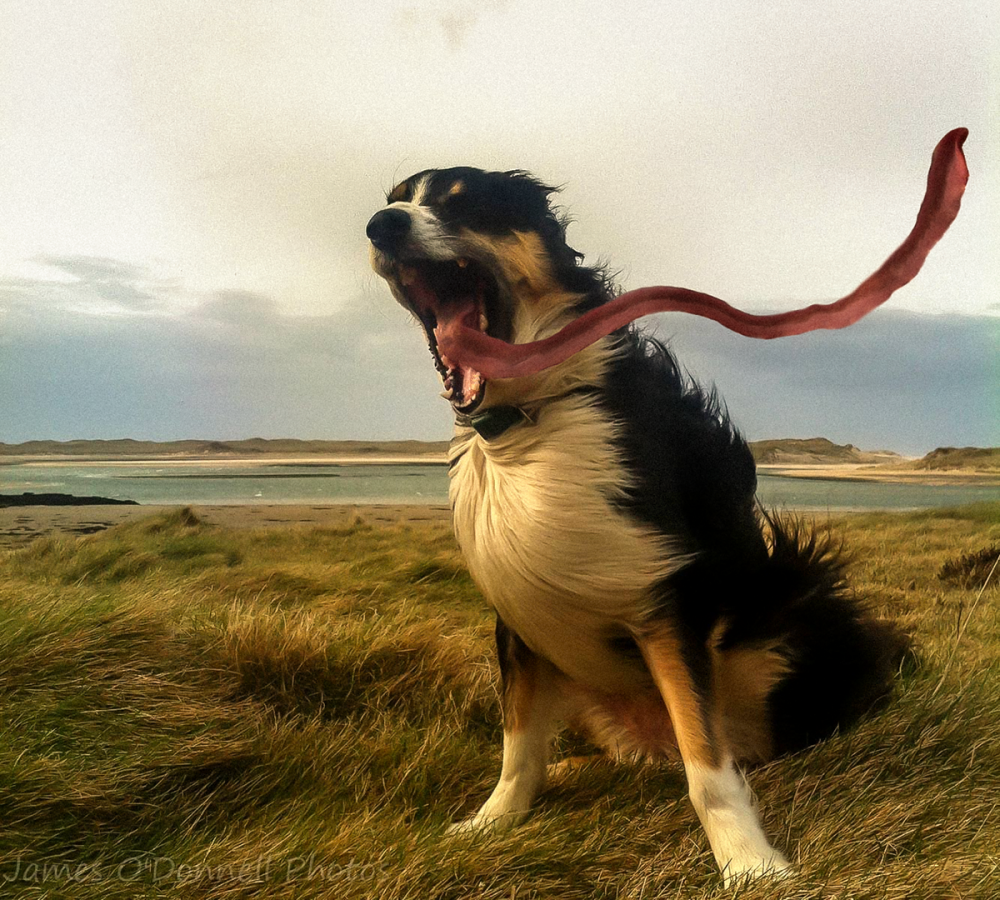 Собаку сдувает ветром