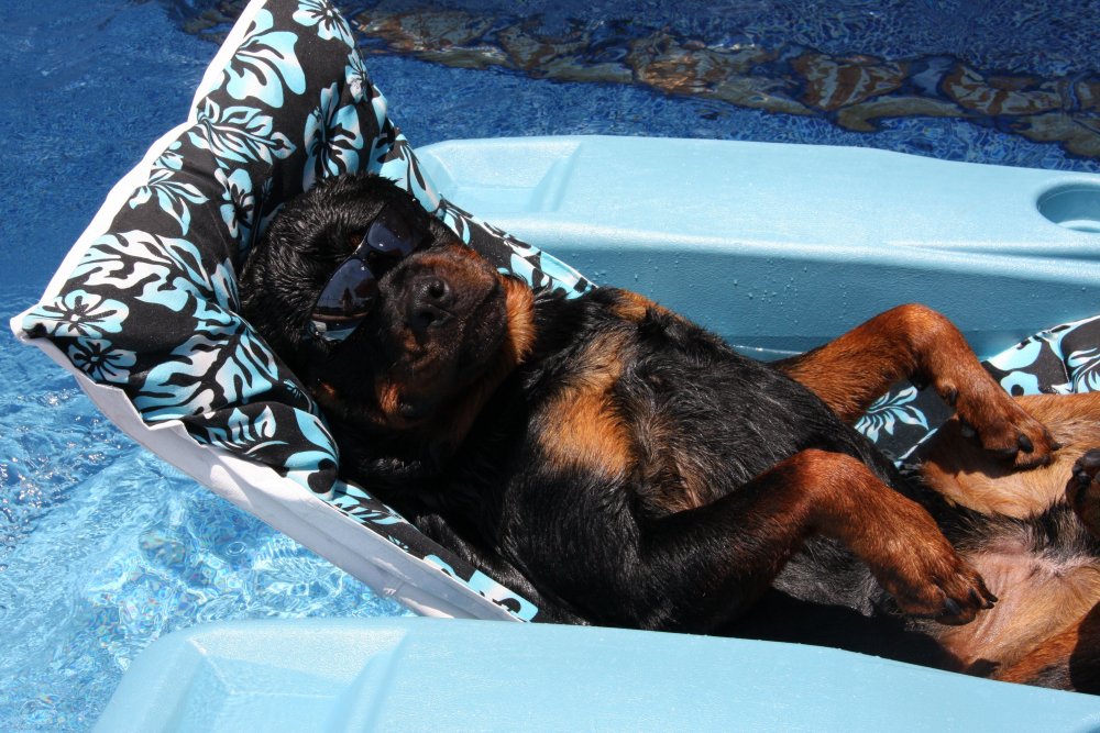 Ротвейлер бассейн щенок жара