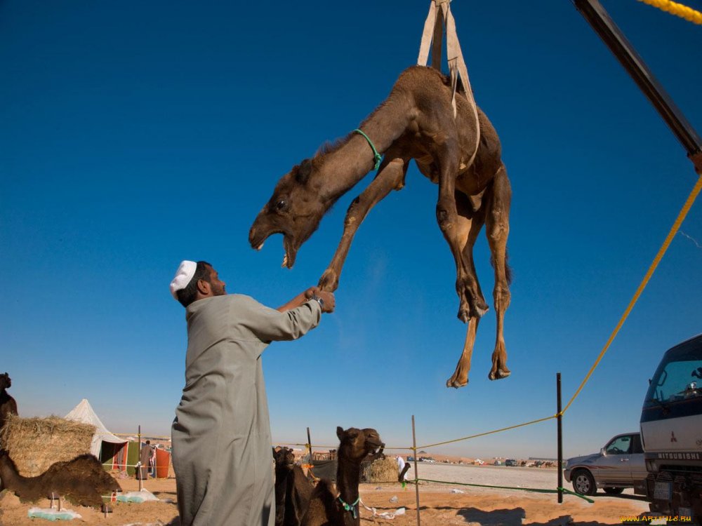 Смешной араб на верблюде